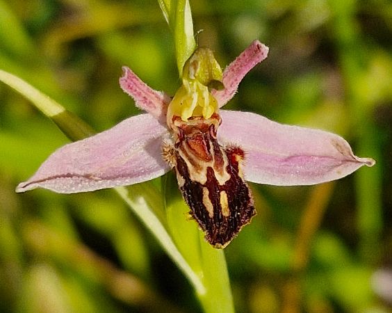 Ophrys apifera var. saraepontana  - Laurent Bignon