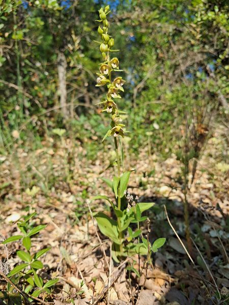 Epipactis provincialis  - Laurent Mazet