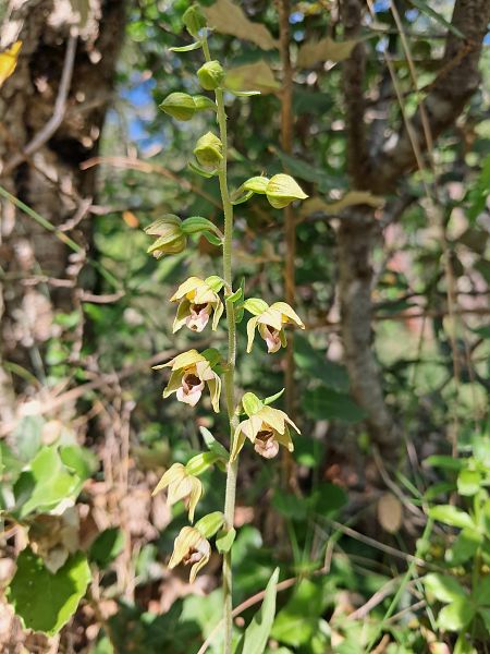 Epipactis provincialis  - Laurent Mazet