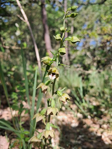 Epipactis provincialis  - Laurent Mazet
