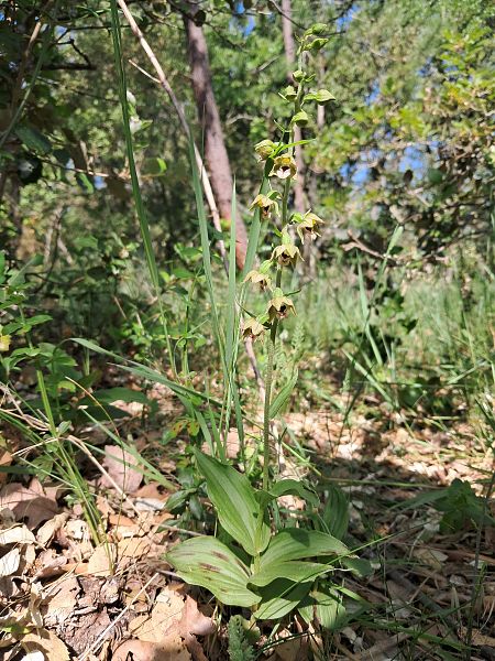 Epipactis provincialis  - Laurent Mazet