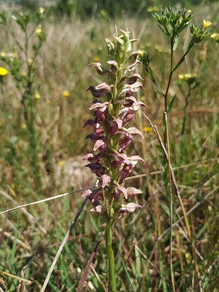 Anacamptis coriophora subsp. fragrans  - Marcel Arumí