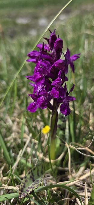 Dactylorhiza alpestris  - Jean Bastianelli