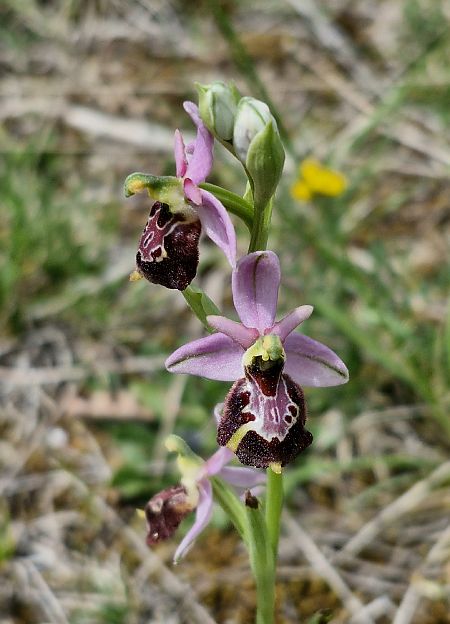 Ophrys drumana  - Laurent Bignon