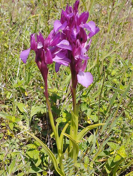 Anacamptis papilionacea var. expansa  - Gérard Joseph