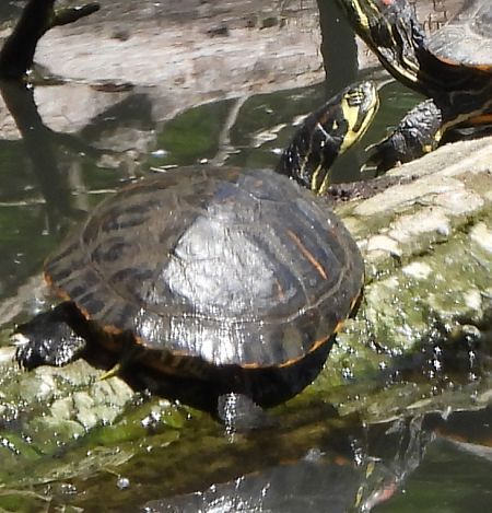 Testuggine palustre dalle orecchie gialle  - Erika Mero