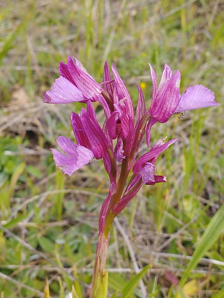 Anacamptis papilionacea var. expansa  - Gérard Joseph