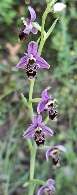 Ophrys querciphila 