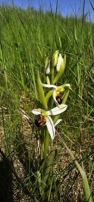 Ophrys apifera  - Claire Perrachon