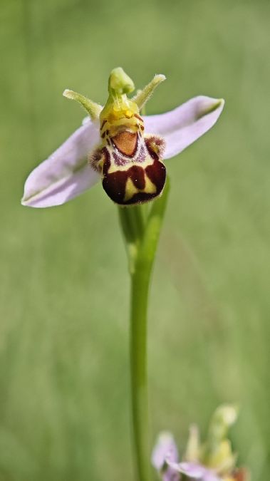 Ophrys apifera var. aurita  - Alain Bultez