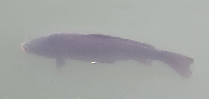 Carpa  - Sergio Fasano
