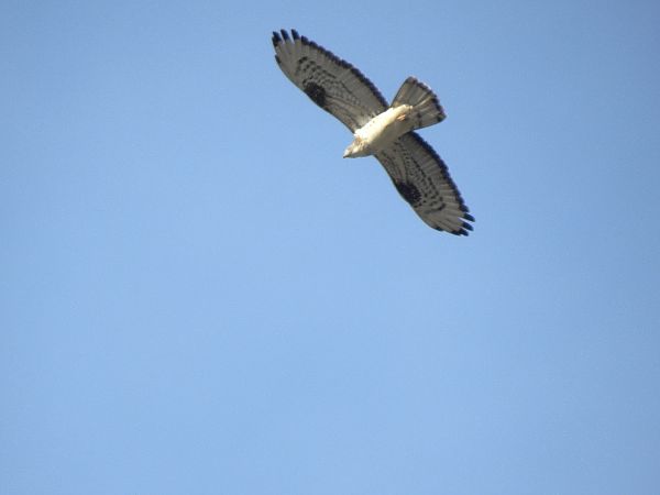 Àguila cuabarrada  - Andreu Duclau