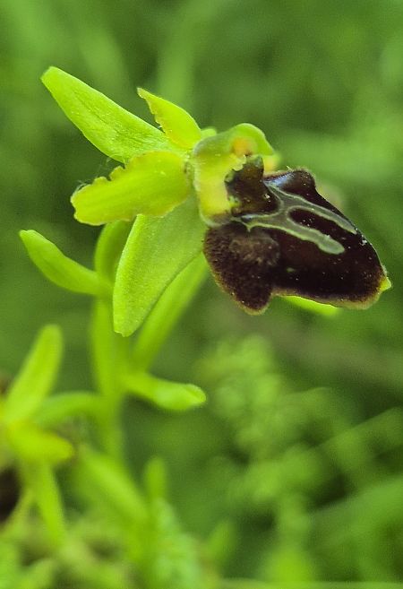 Ophrys incubacea  - Evelyne Haber