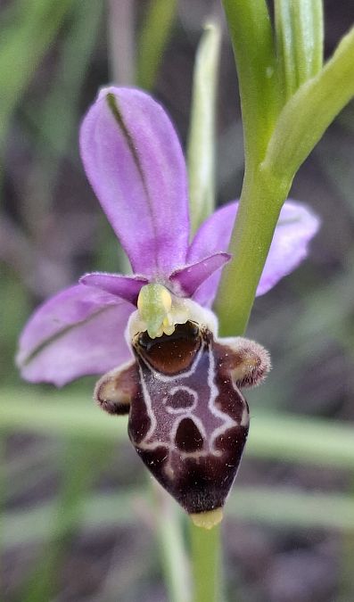 Ophrys querciphila 