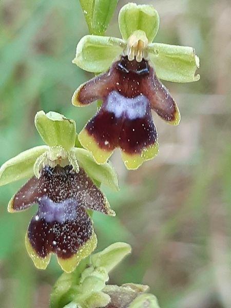 Ophrys aymoninii  - Francis Bonnet