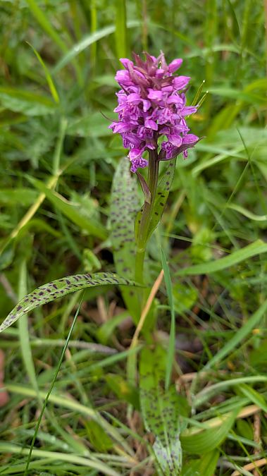 Dactylorhiza majalis  - Christian Noel