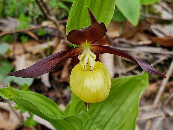 Cypripedium calceolus  - Diane Raibaut