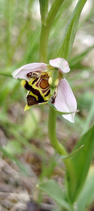 Ophrys apifera var. curviflora  - Reynald Foucher
