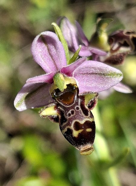Ophrys picta 