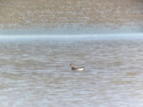 Phalarope à bec étroit 