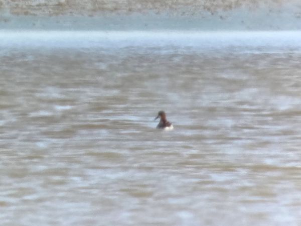 Phalarope à bec étroit 