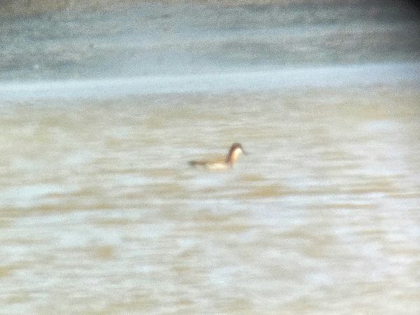 Phalarope à bec étroit 