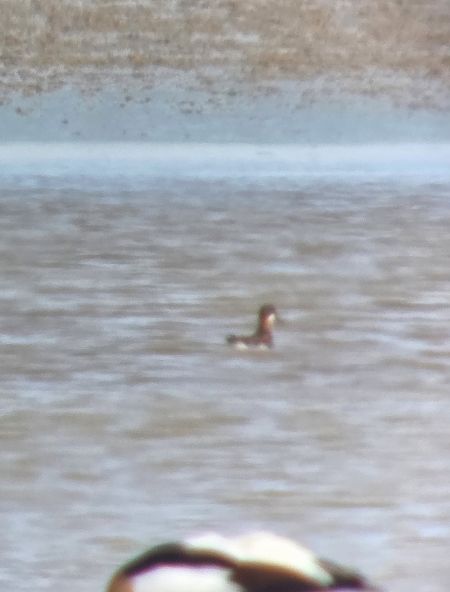 Phalarope à bec étroit 