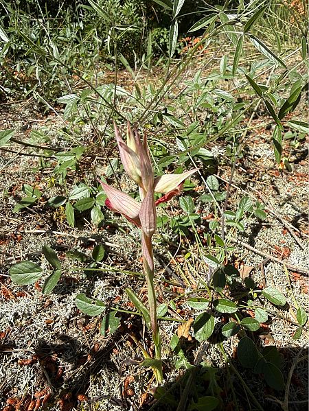 Serapias vomeracea  - Pep Sole