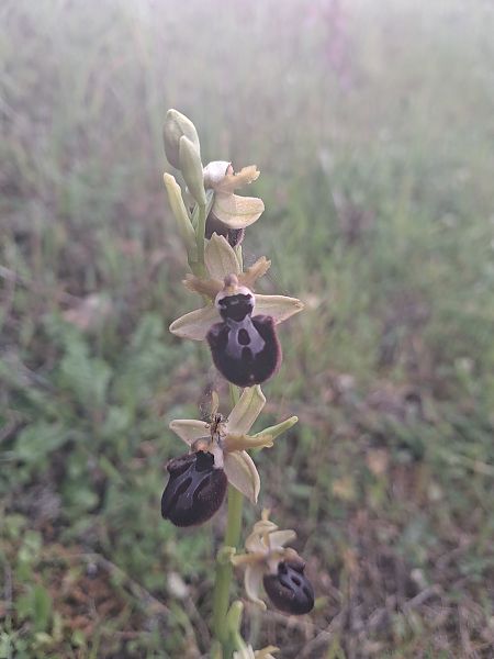 Ophrys incubacea  - Carole Haerty