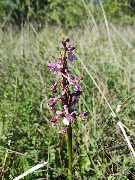 Anacamptis morio  - Marco Cortemiglia