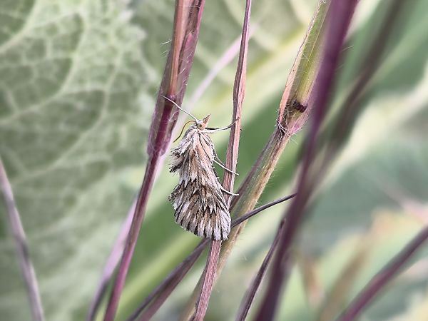 Cynaeda dentalis  - Mirko Tomasi