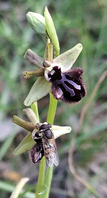 Ophrys incubacea 