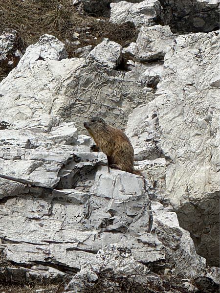 Marmotta  - Camille Cherrier