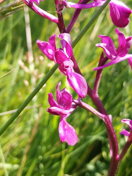 Anacamptis laxiflora  - Clément Chauvet