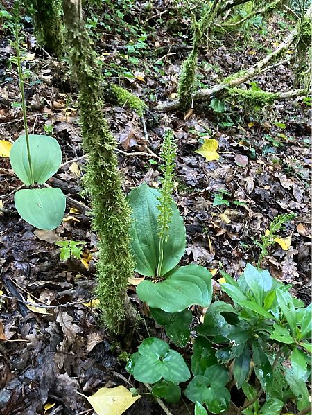 Neottia ovata  - Florent de Gasperis