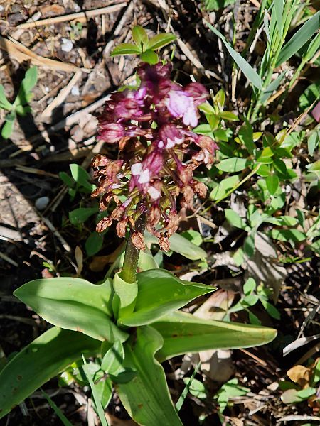 Orchis purpurea  - Georges Olioso