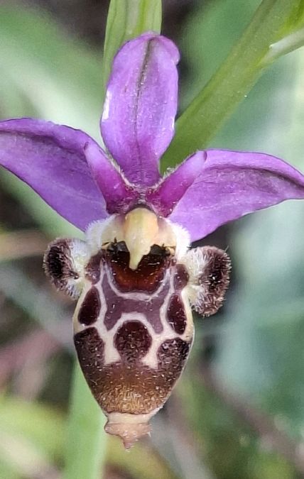 Ophrys querciphila 