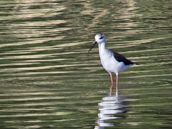 Echasse blanche 