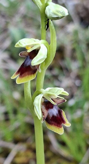 Ophrys aymoninii 