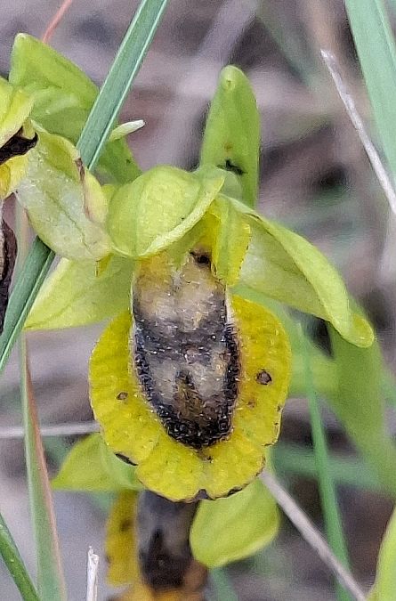 Ophrys lutea 