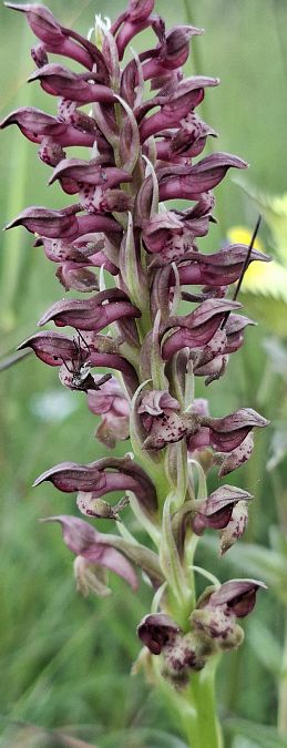 Anacamptis coriophora 