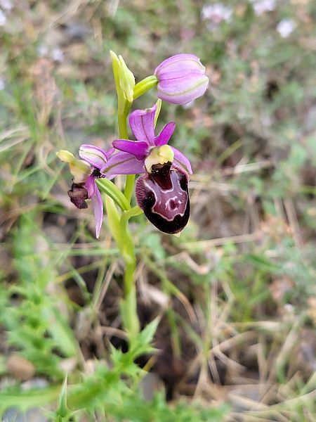 Ophrys corbariensis  - Claire Goriot