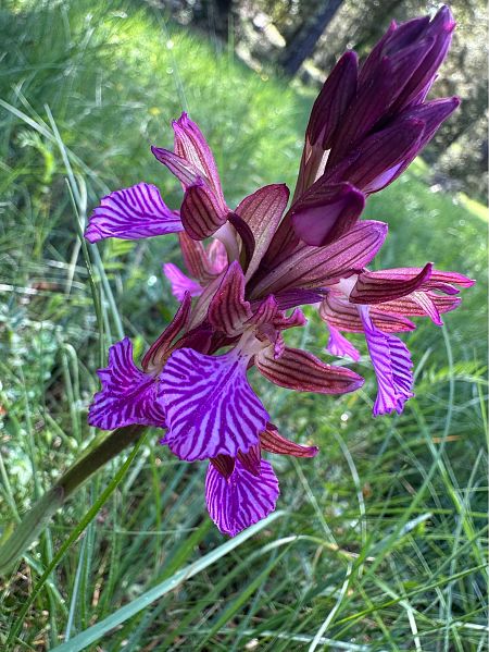 Anacamptis papilionacea  - Stefanie Jacomet