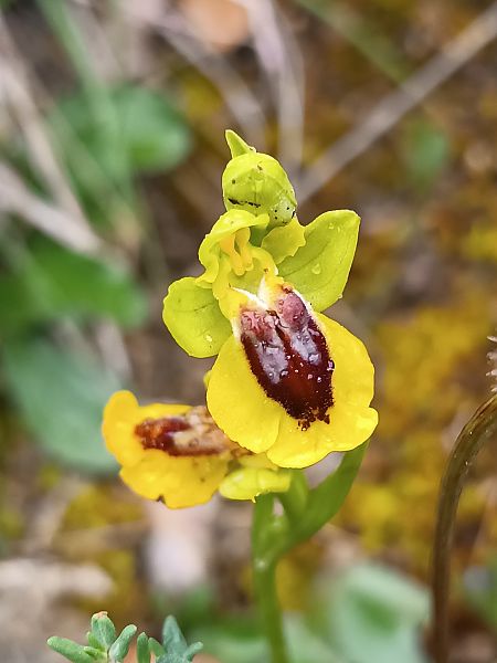 Ophrys jaune  - Assumpta Molist