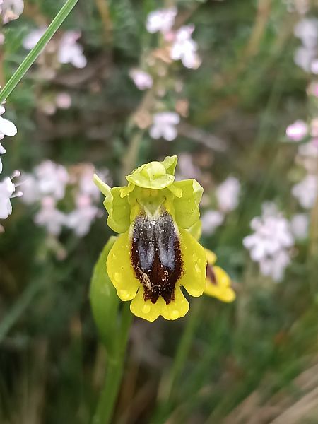 Ophrys lutea  - Assumpta Molist