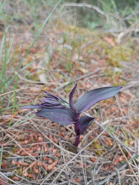 Epipactis kleinii  - Guillem Bagaria