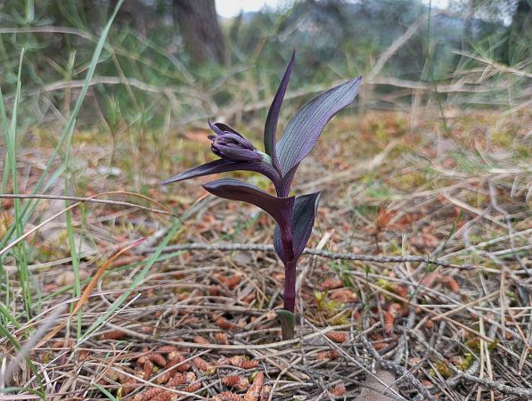 Epipactis kleinii  - Guillem Bagaria