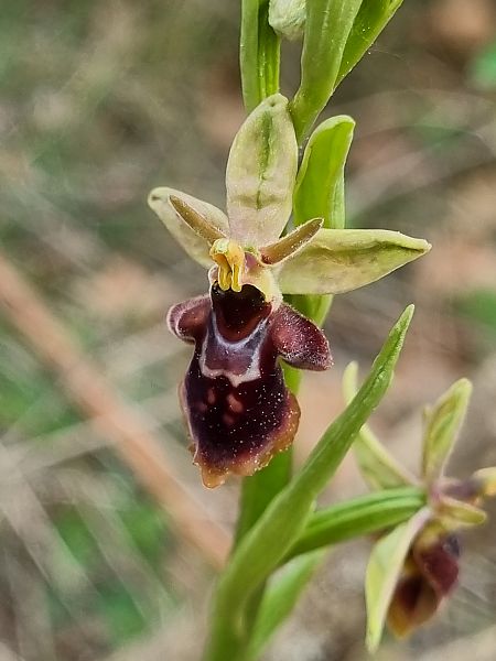 Ophrys fuciflora subsp. druentica  - Virgile Gazzaniga