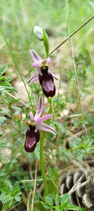 Ophrys drumana  - Reynald Foucher