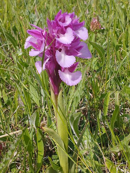 Anacamptis papilionacea var. expansa  - Gérard Joseph